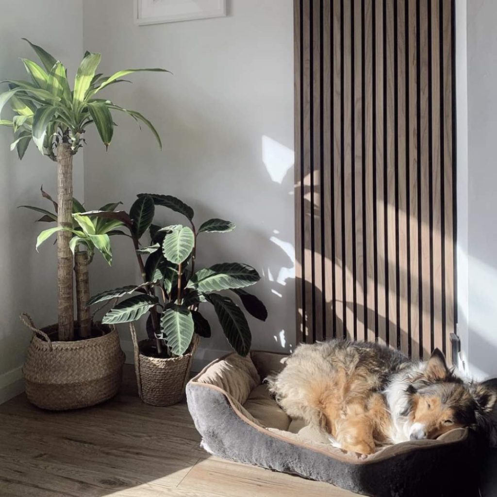 Een knusse hoek met een hond die rust in zijn mand geflankeerd door kamerplanten naast een wand met verticale akoestische houten wandpanelen