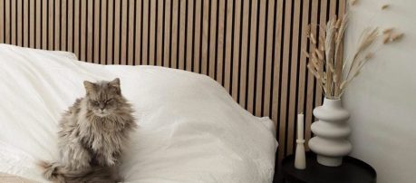 Slaapkamer met akoestische wandbekleding en een pluizige kat